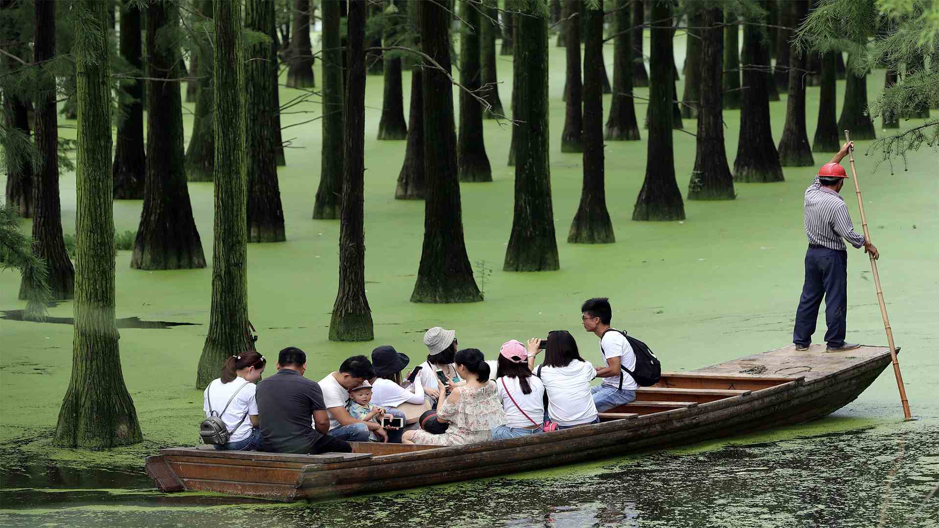 Озеро хаоян в китае фото Удивительной красоты лес из воды в парке водно-болотных угодий в Ухане привлекае