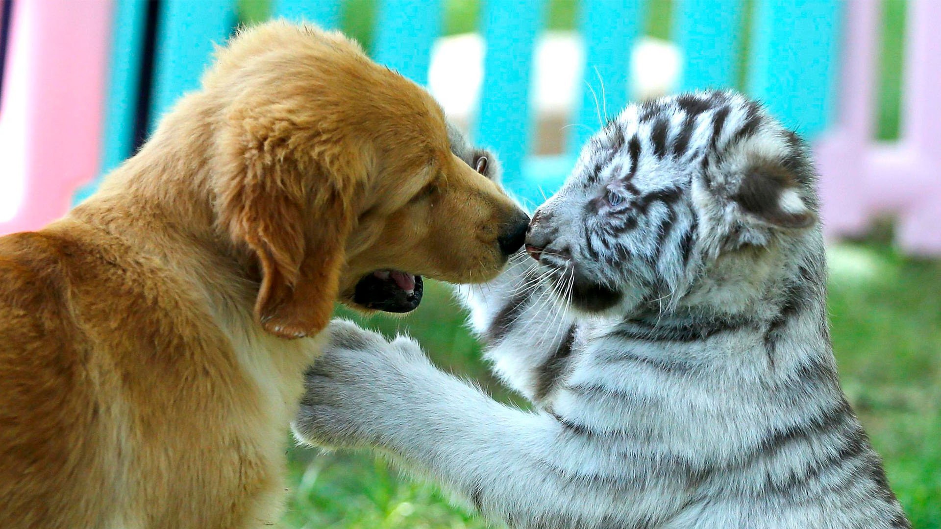 Тигр собака и кот фото