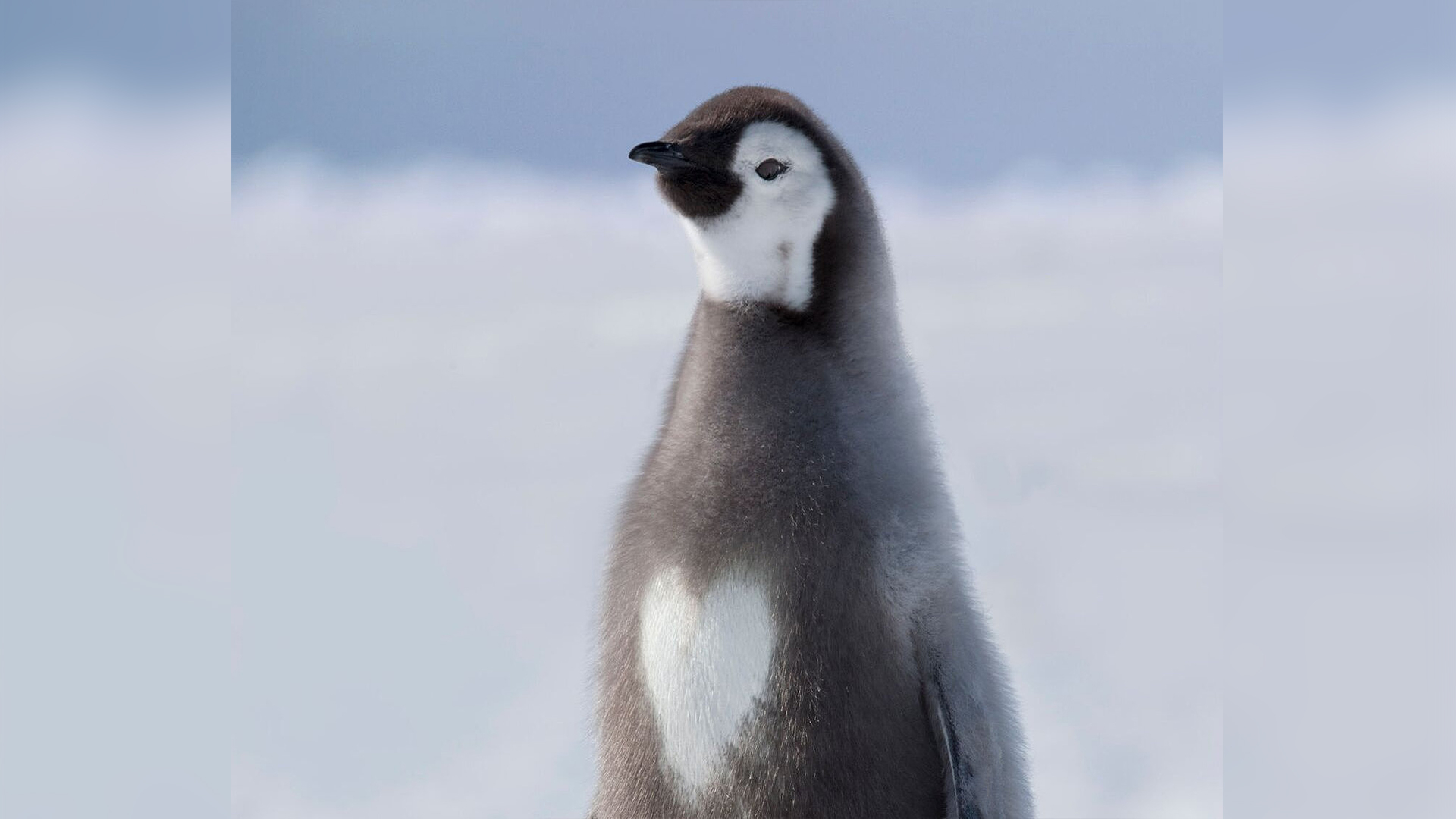 детеныш пингвина