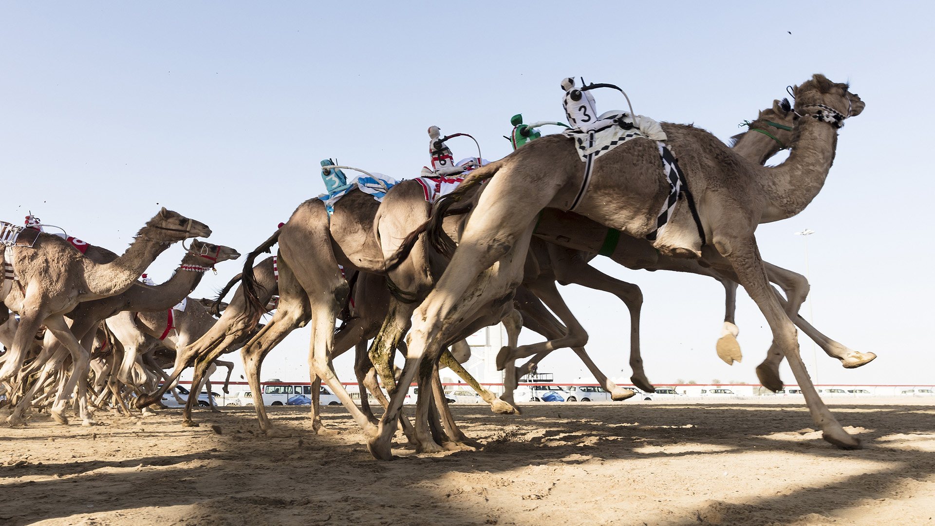 Верблюжьи бега в ОАЭ