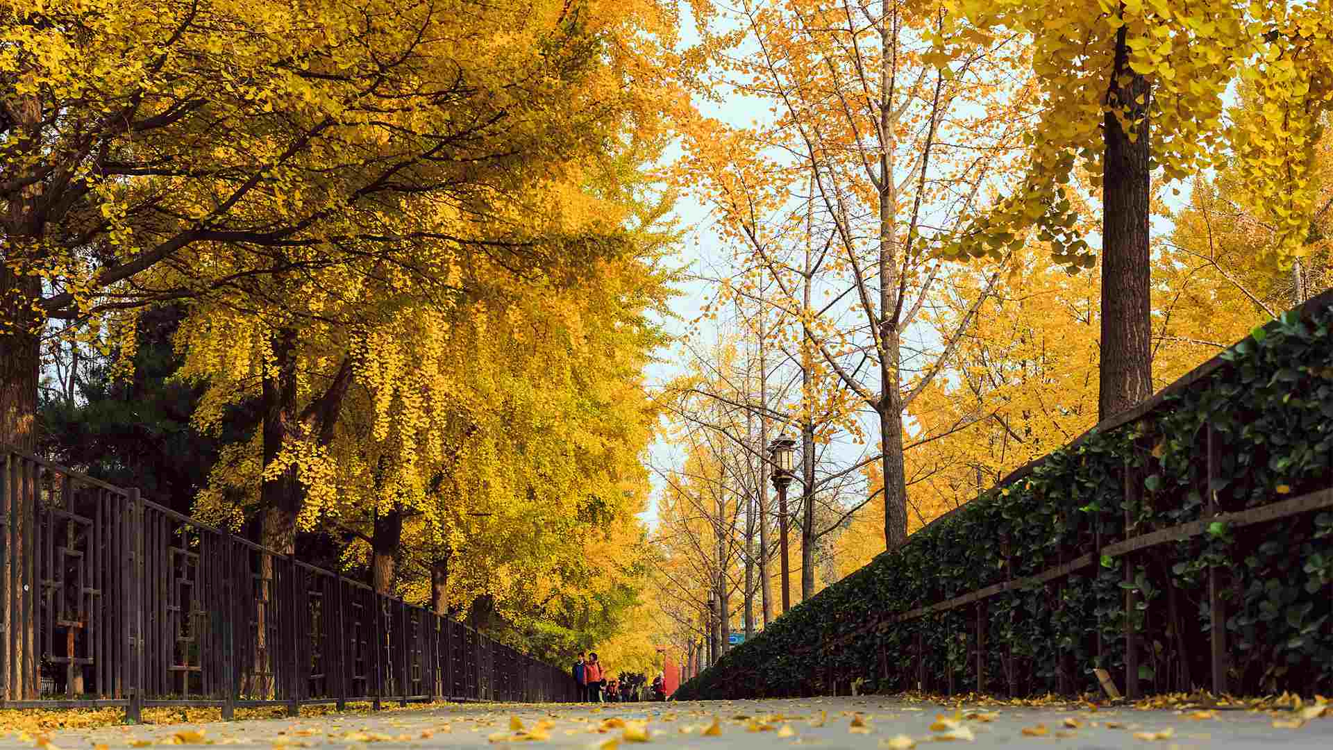 Осень в парках Санкт-Петербурга