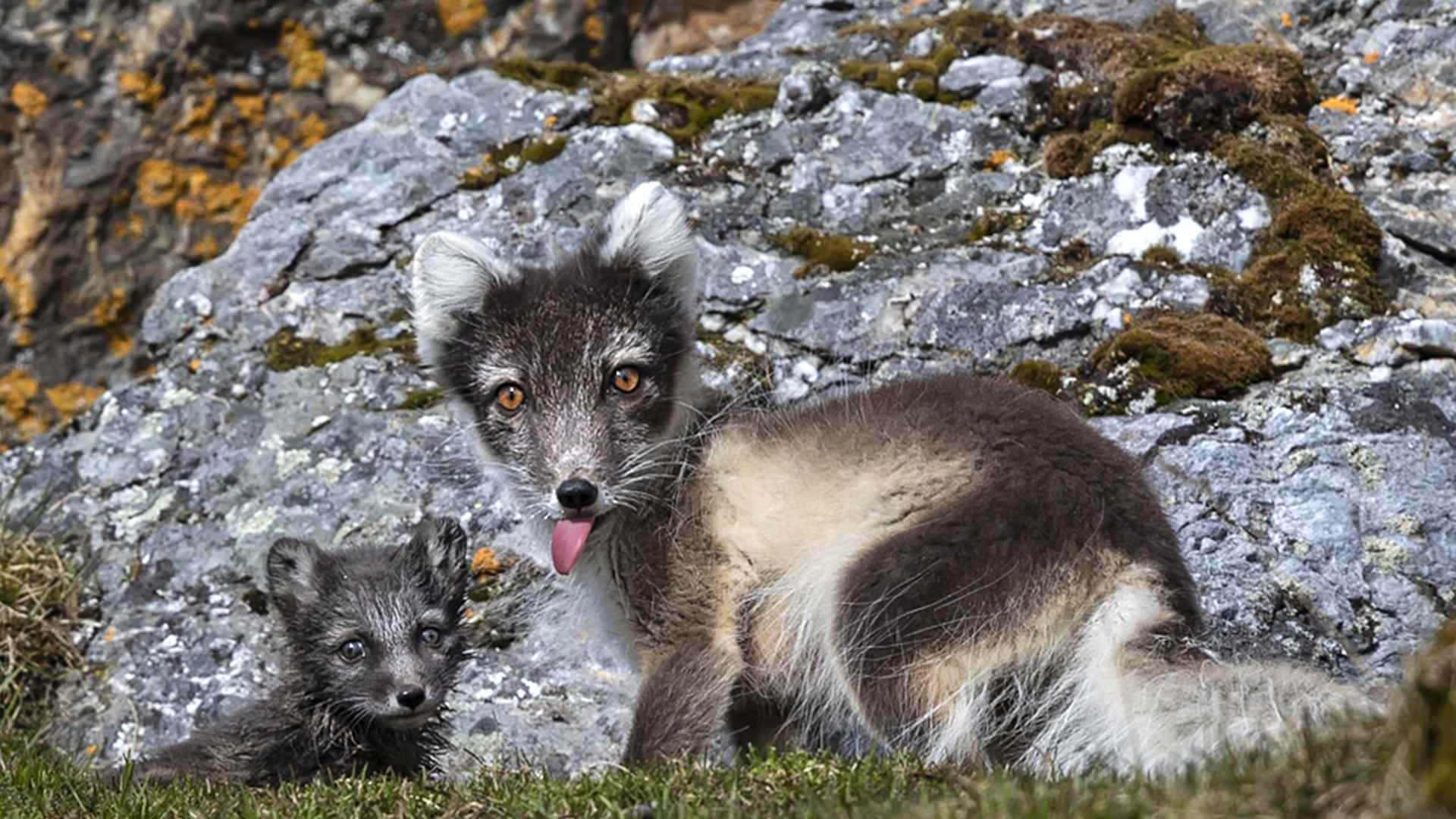 Лучшие фото диких животных 2018