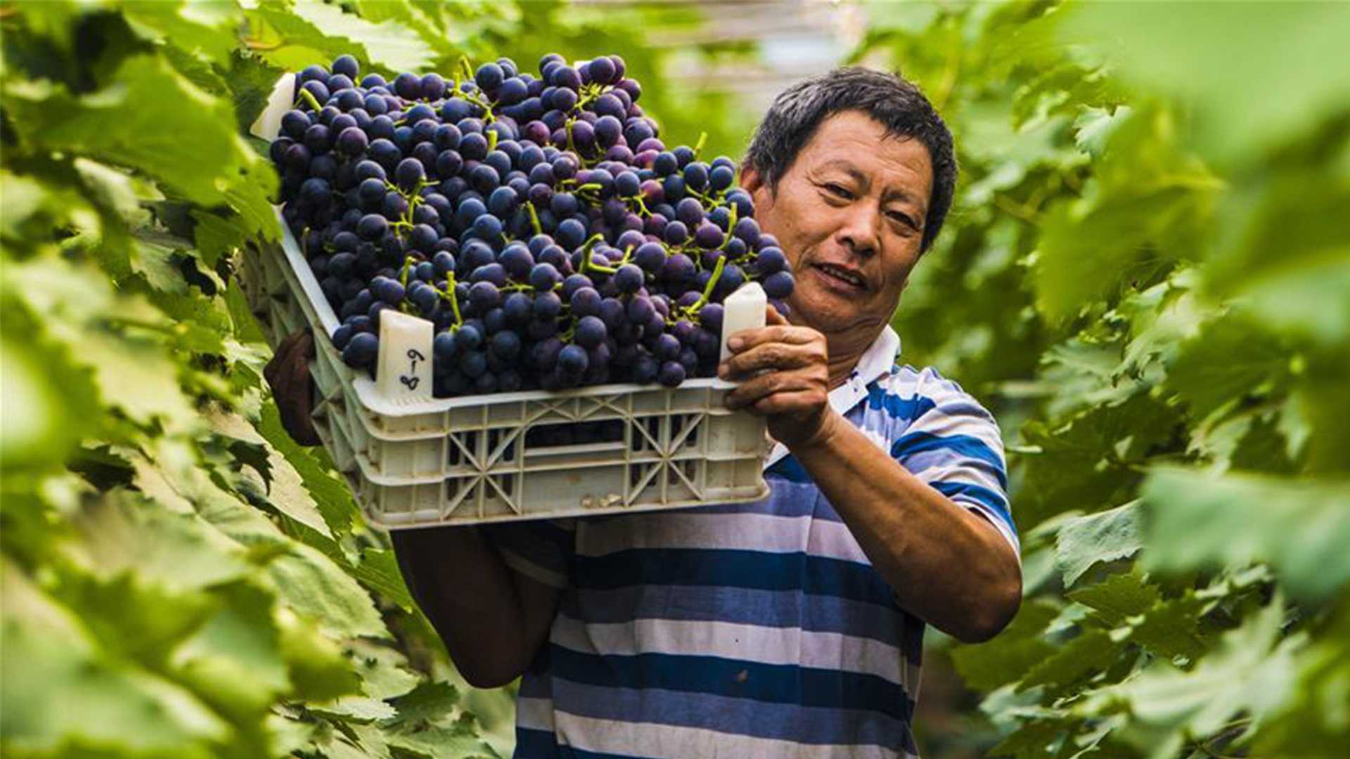 Виноградные плантации в Китае