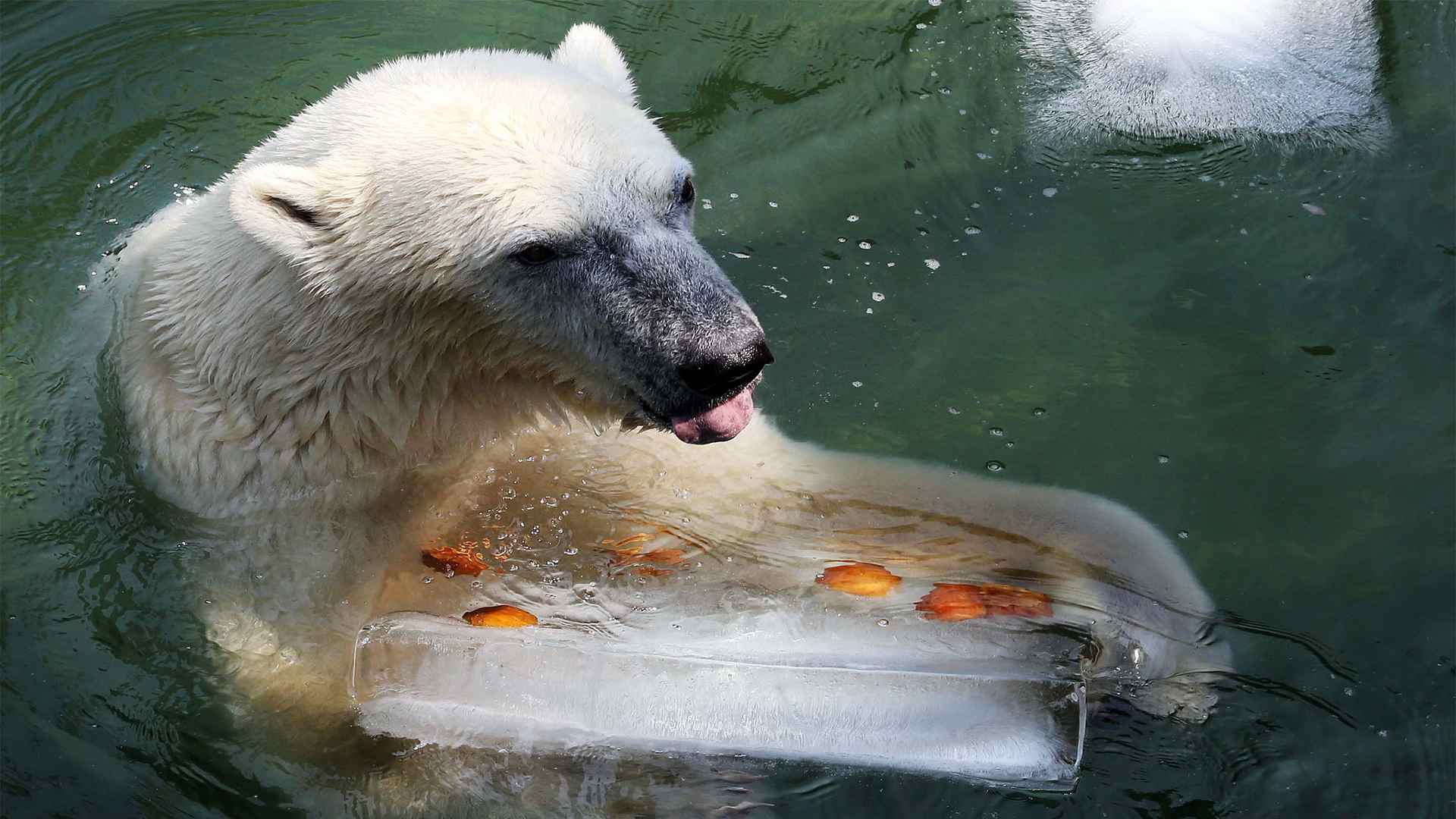 Животные в зоопарках по всему миру лакомятся ледяными тортами