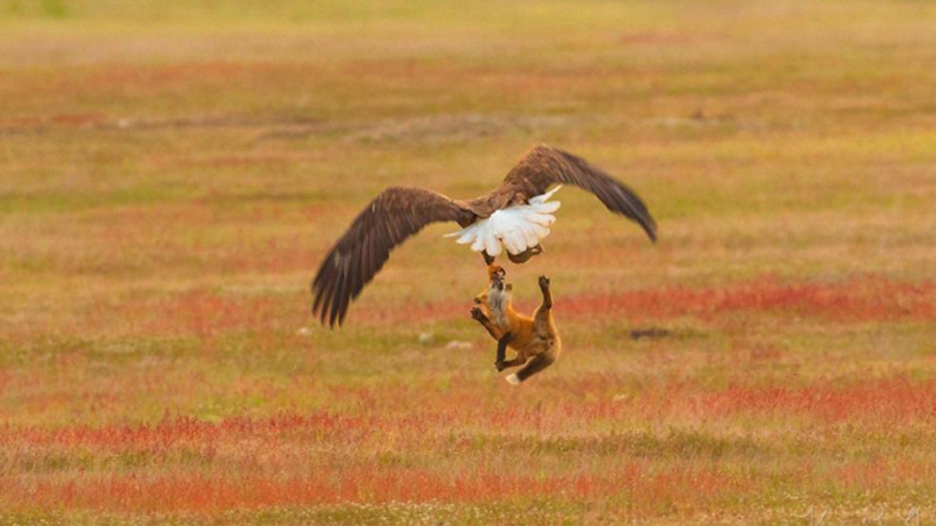 Орел ест лису. Орел и лиса. Орел против лисы. Орел и лиса. Лиса и ястреб.