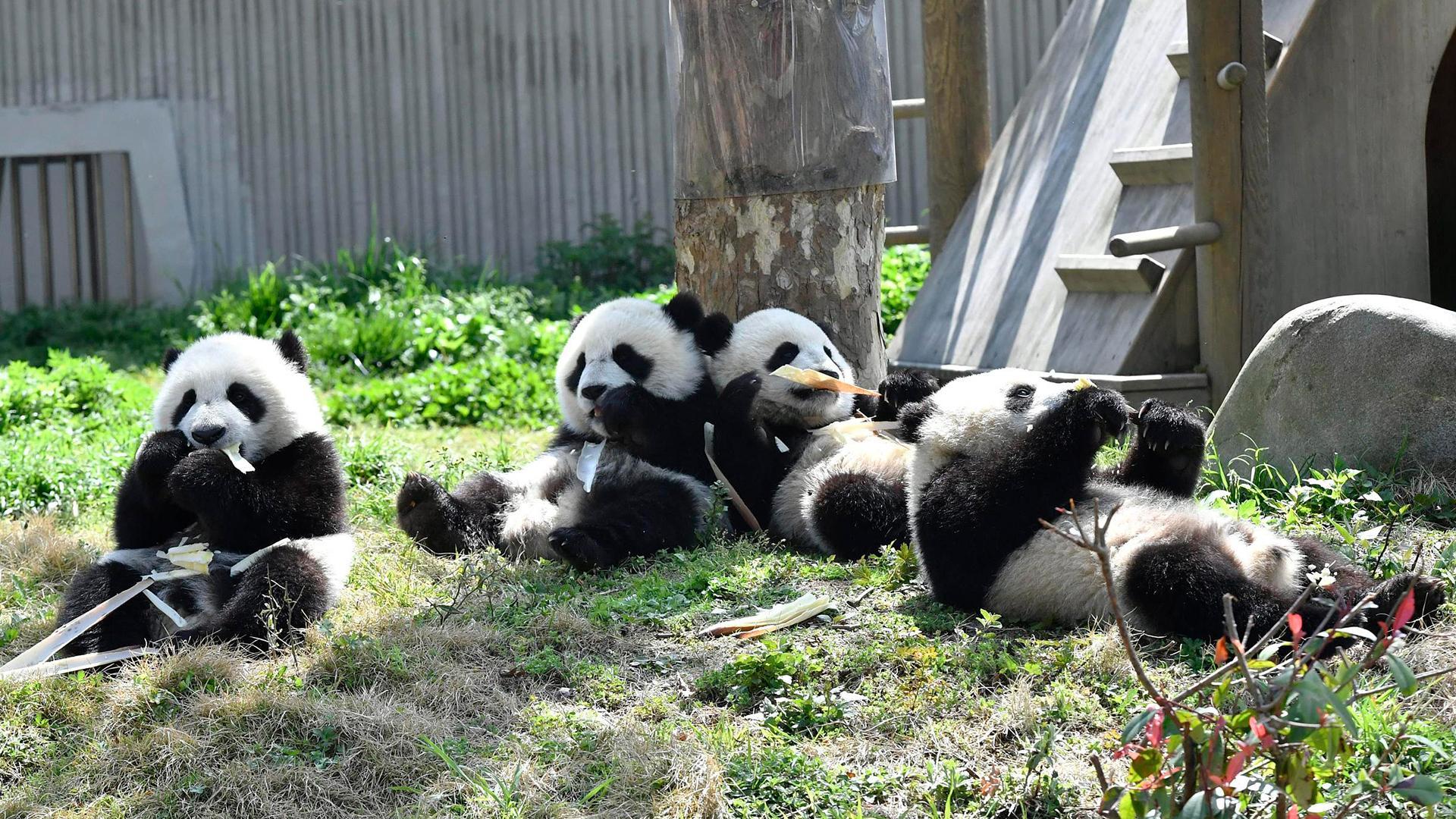 Панда детеныш москва. Большая Панда. Панда сад. Рождение панды. Ферма панд.