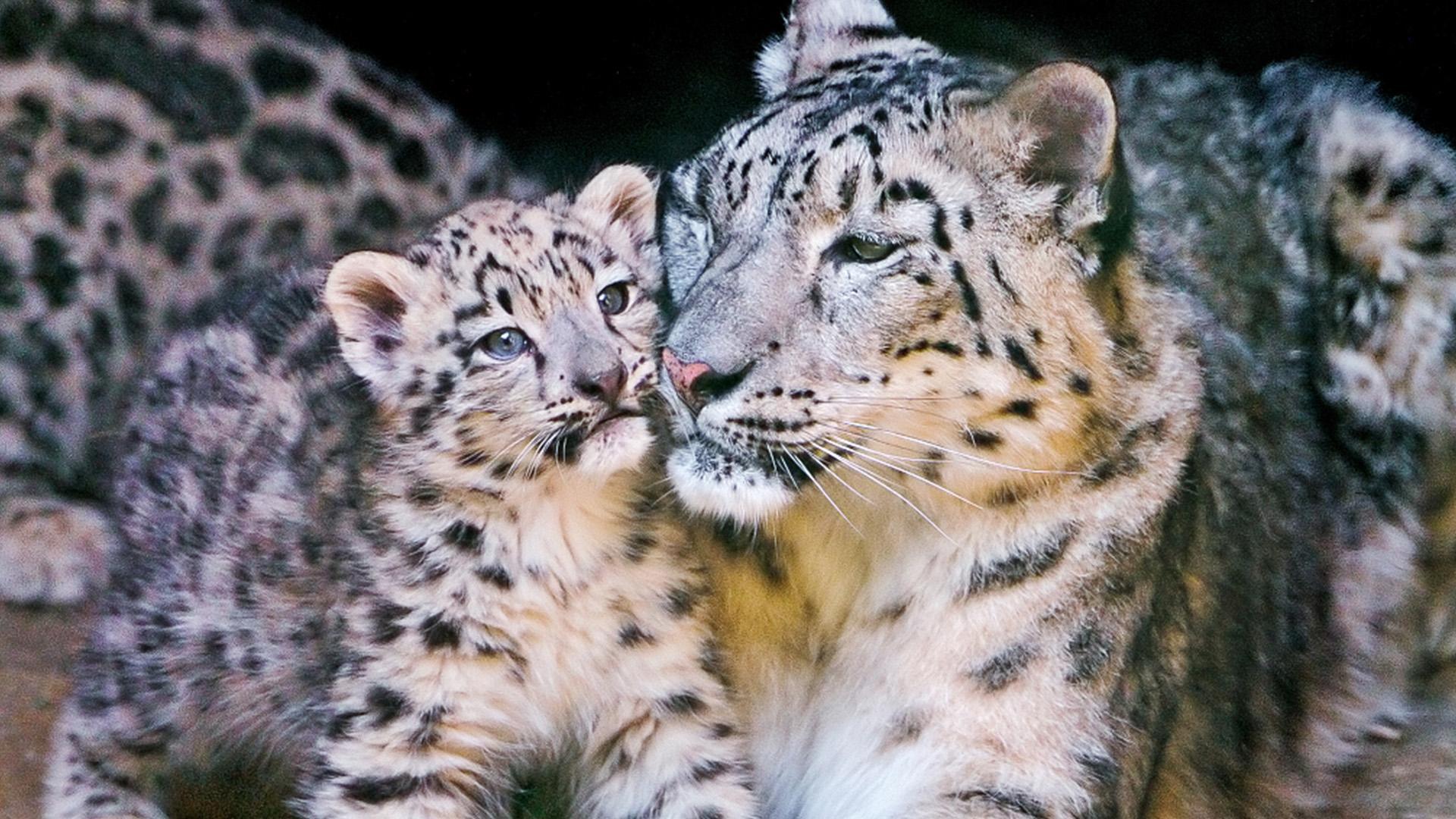 Мать и ребенок животные. Фото животных. Детеныши зверей. Красивые животные. Животные мама и детеныш.