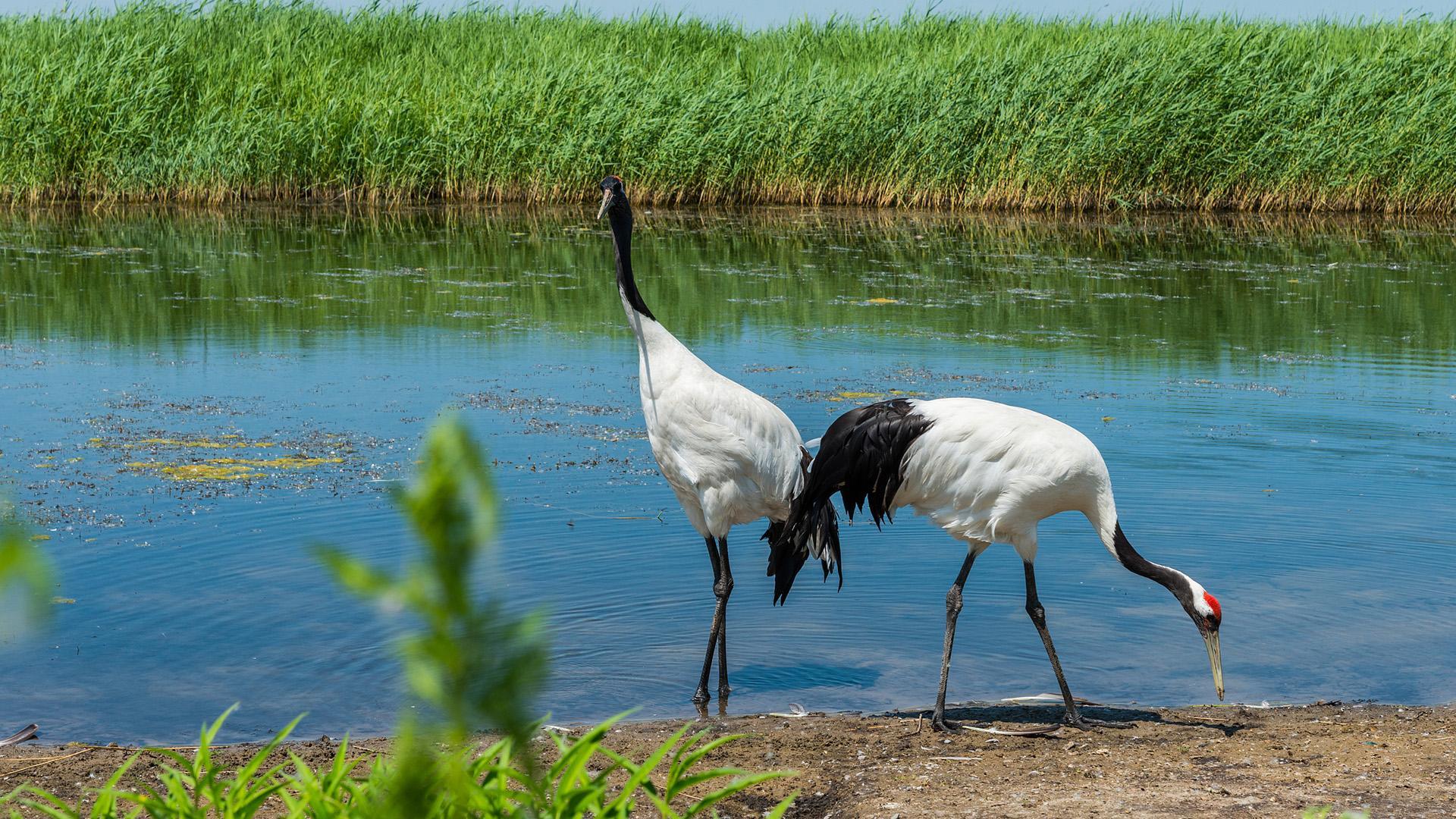 Китайские Птицы Фото