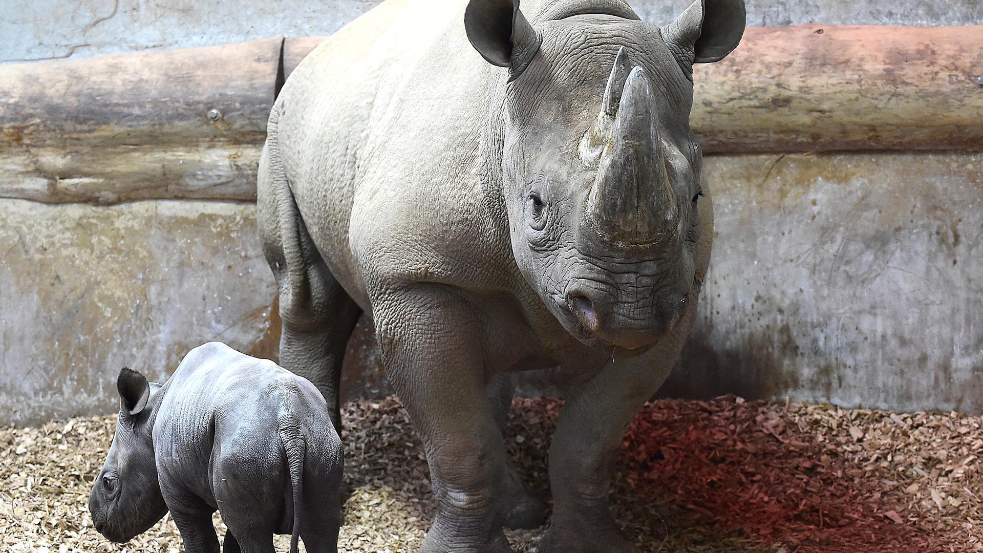 Сколько детенышей носорога родилось в 2001 году. Черный носорог. Черный носорог в зоопарке. Rinocer.