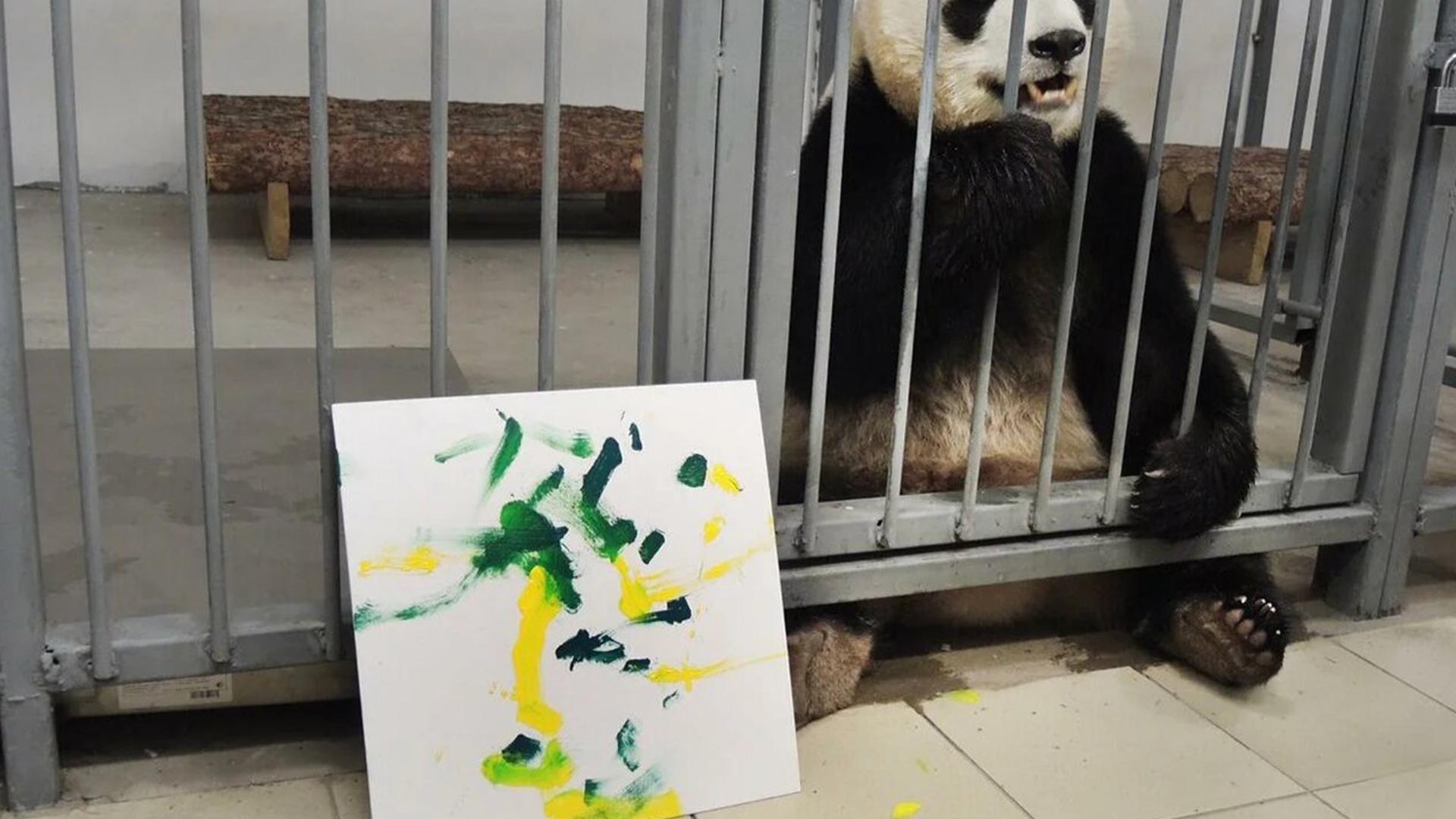 Зоопарк увидеть панду. Панда жуи в Московском зоопарке. Московский зоопарк панды жуи и Диндин. Жуи и Диндин в Московском зоопарке. Панда жуи из Московского зоопарка.