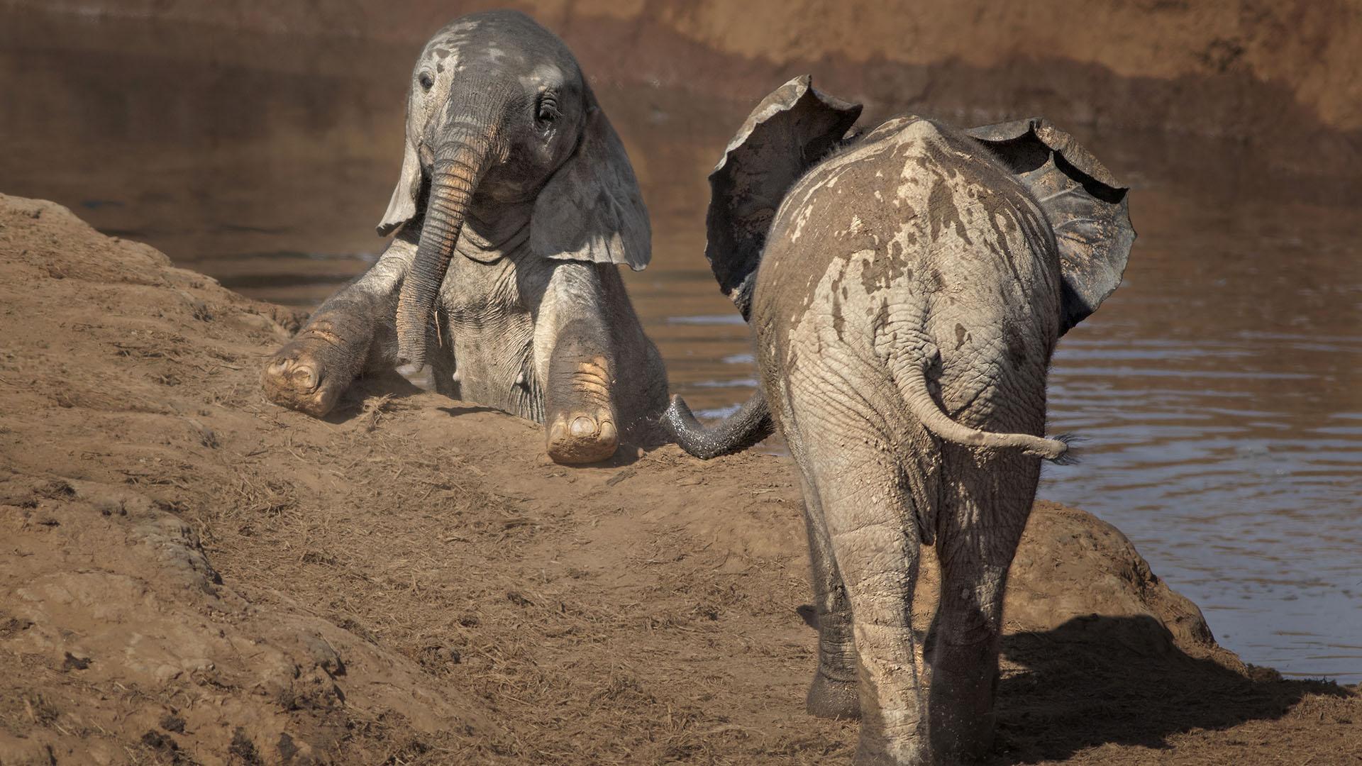 Слоновый год. Слоны на водопое. Слоны помогают. Слонята на водопое.
