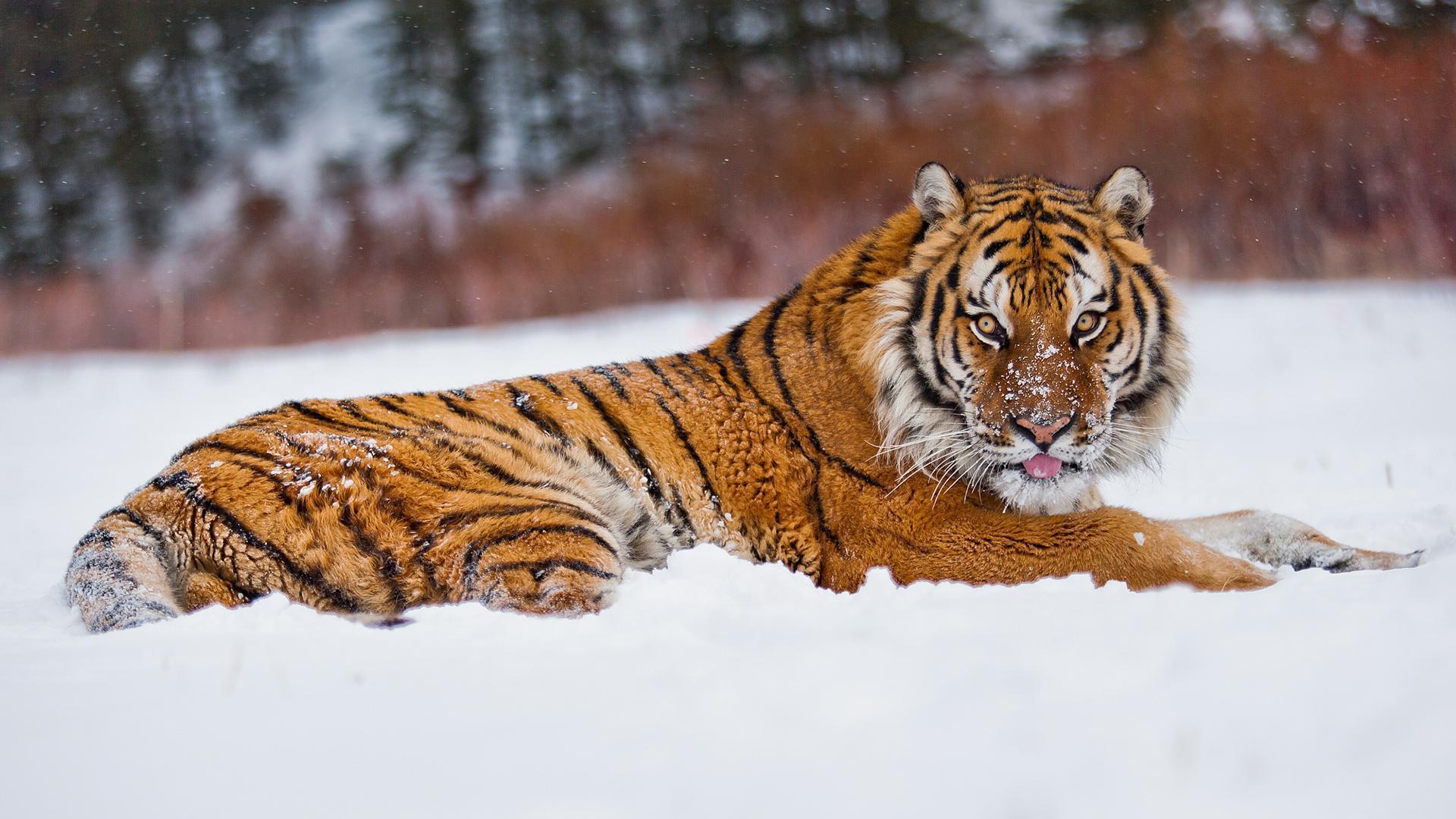 шоршин андрей амурский тигр. амурский (уссурийский) тигр. амурский (уссурийский) тигр. тигр дальневосточный амурский. уссурийский тигр и амурский тигр.