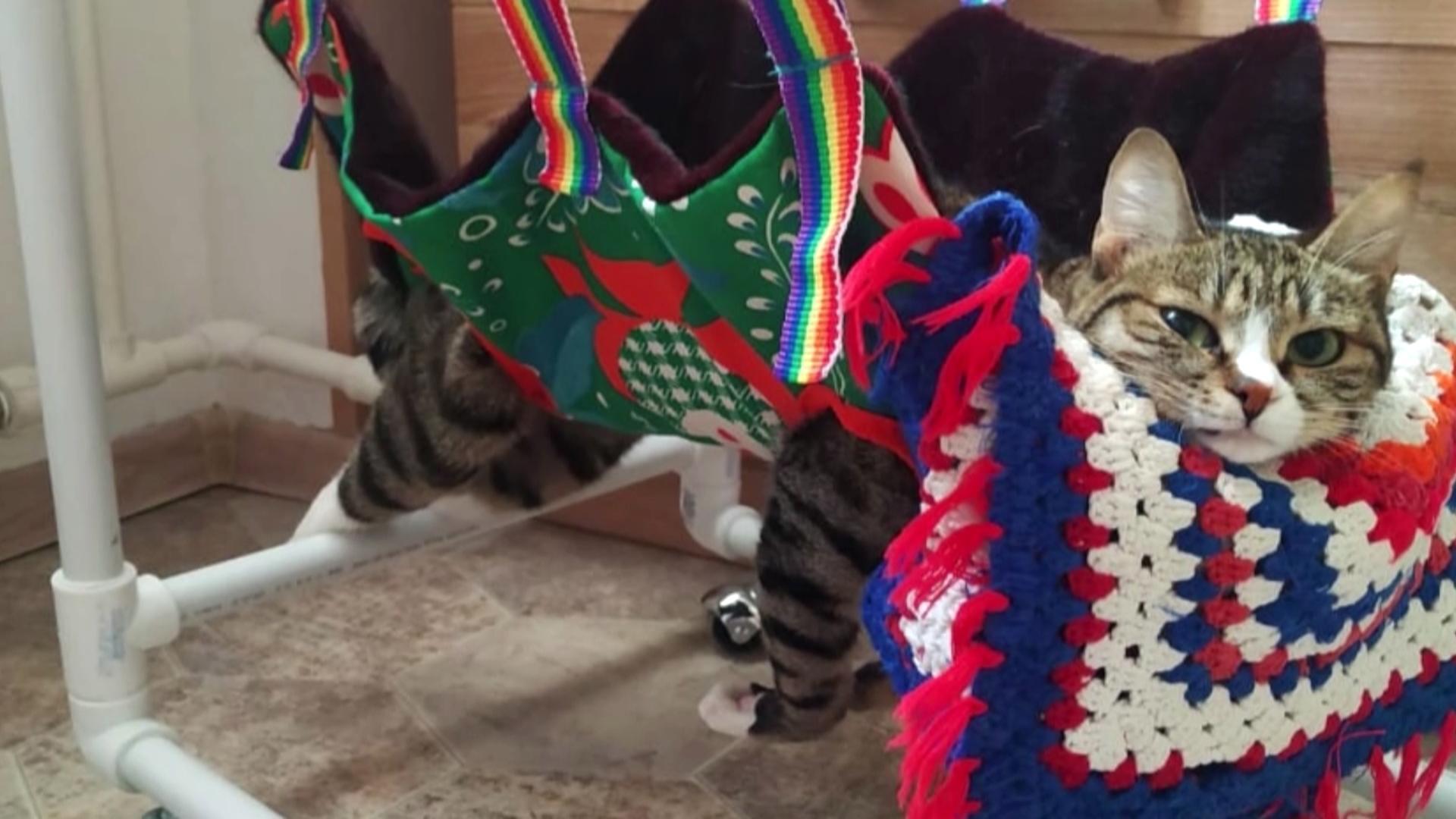 Тележки для собак-инвалидов делают в Хабаровске - CGTN на русском